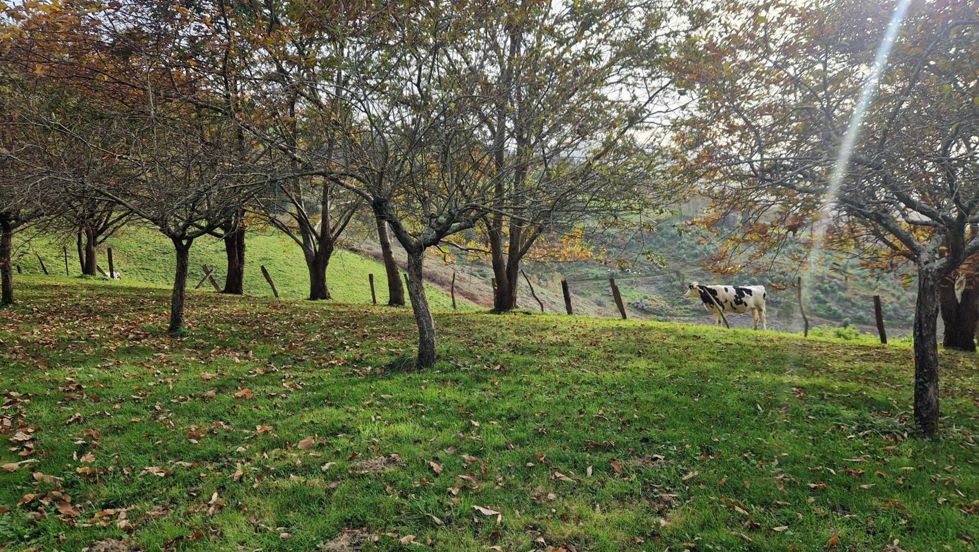 Casa Bezales En Ampuero Cantabria Eksteriør billede